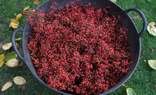 gathered-rose-hips